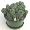 Sulcorebutia_rauschii_2